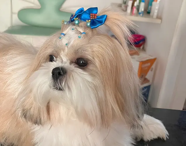 Pet na Clínica Veterinária Fauna