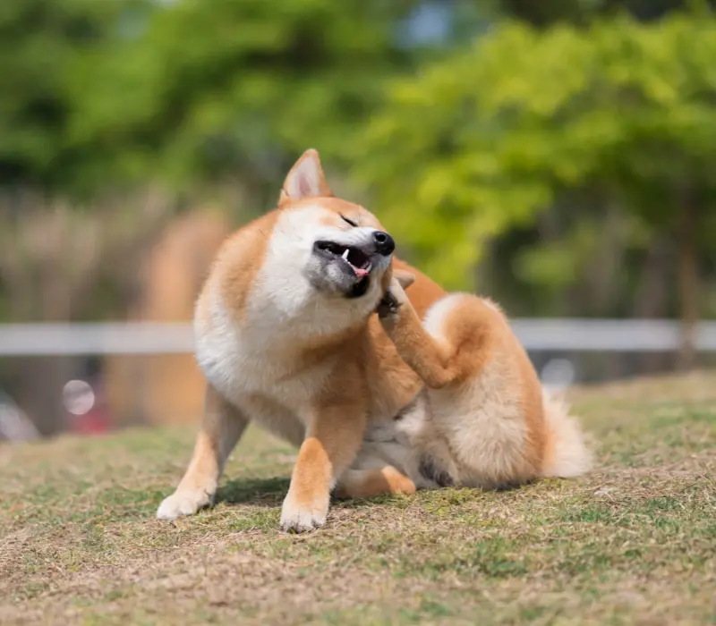 O que fazer quando o cão está se coçando muito