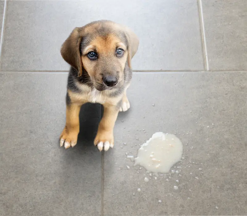 Cão filhote vomitando
