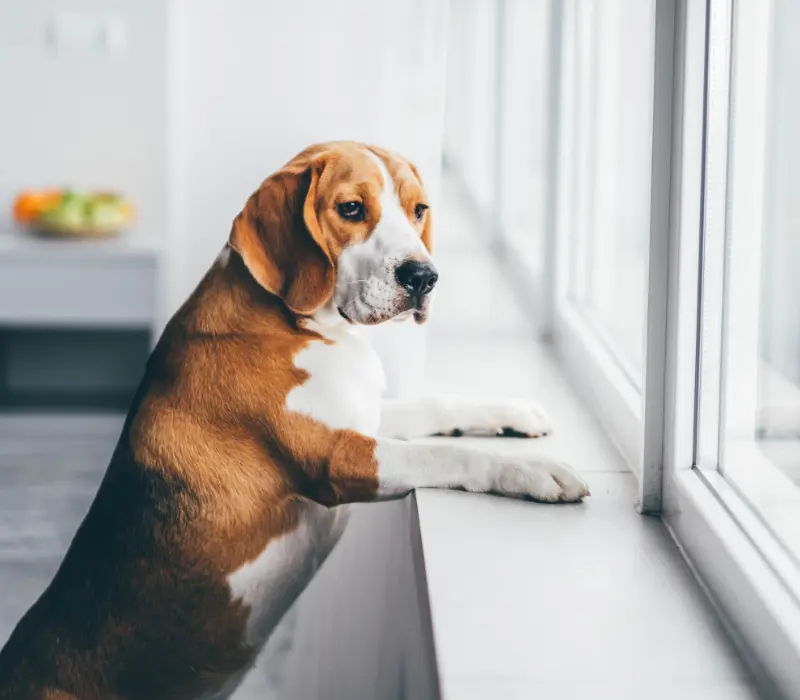 Síndrome de Ansiedade de Separação (SAS) em cães 