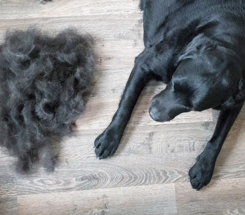 Cão perdendo muito pelo