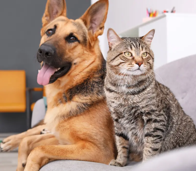 Problemas cardiovasculares em cães e gatos