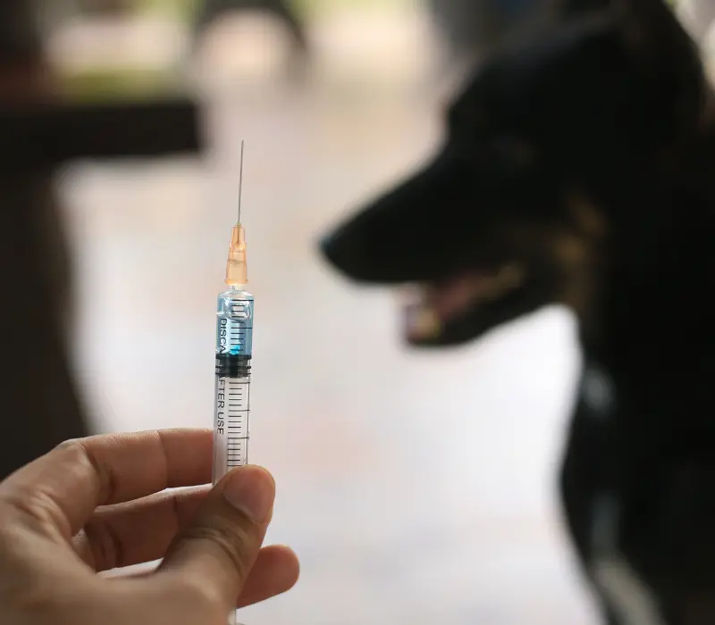 Vacinação contra a raiva canina