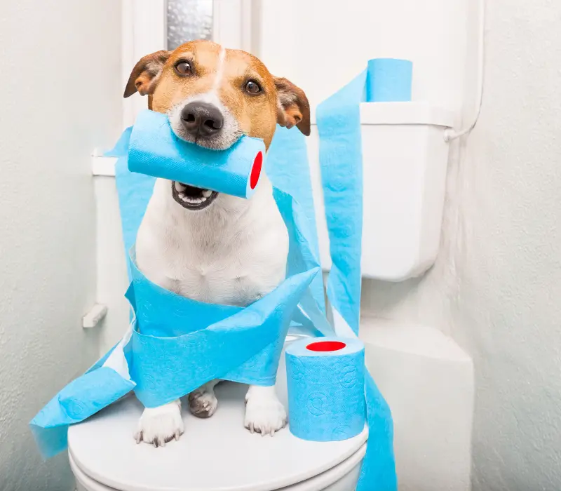 Cachorro com diarréia