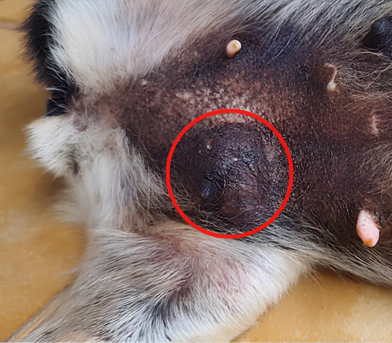 Nódulo mamário em cadelas e gatas